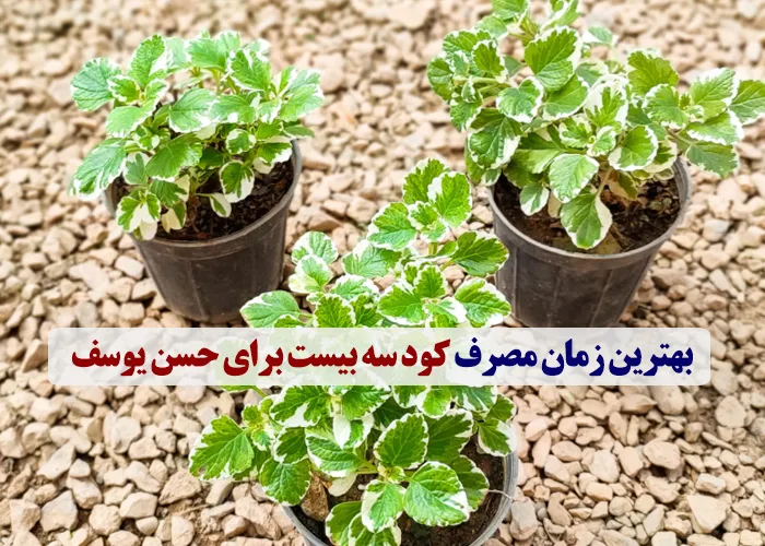 بهترین زمان و دوره مصرف کود سه بیست برای حسن یوسف