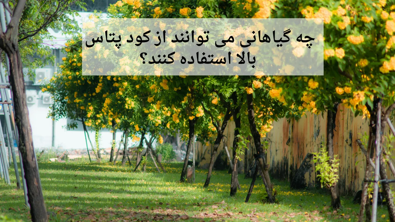 چه گیاهانی می توانند از کود پتاس بالا استفاده کنند؟