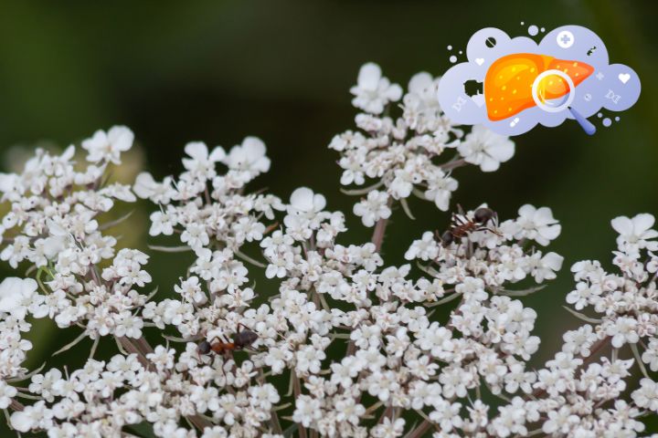 چه کسانی از زنیان سود بیشتری میبرند؟